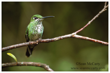 Hummingbird, Monteverde, Alajuela